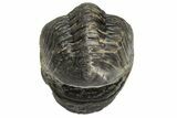 Wide, Enrolled Austerops Trilobite - Morocco #224041-2